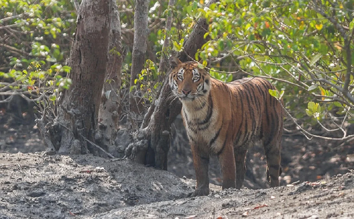 সঙ্গীর খোঁজে ভারত যাচ্ছে সুন্দরবনের বাঘ